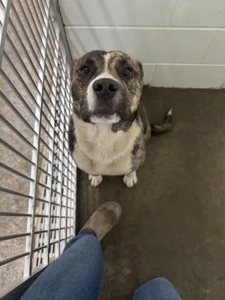 An adult large-sized male Mixed Breed dog named Keenan for adoption in Columbus, IN