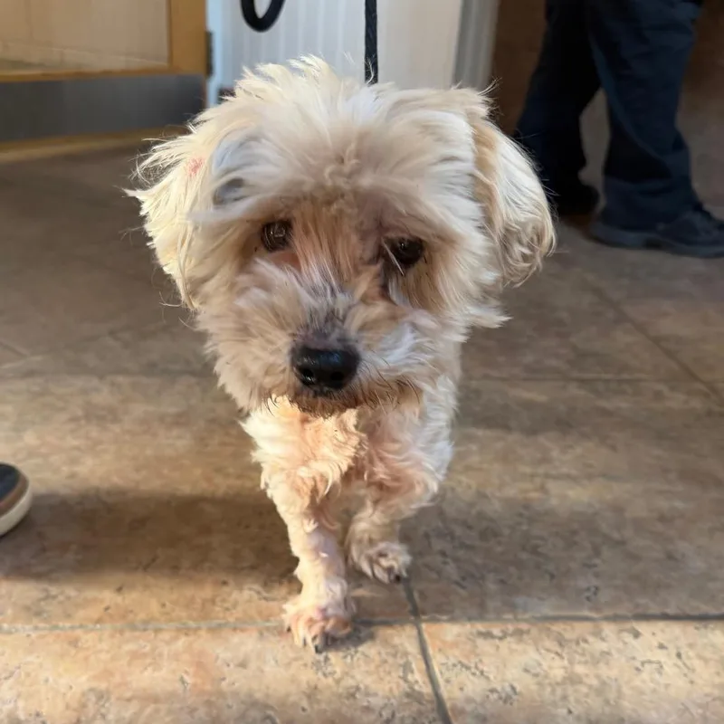 An adult small-sized male White / Cream Yorkshire Terrier dog named MONTStray for adoption in Perkiomenville, PA