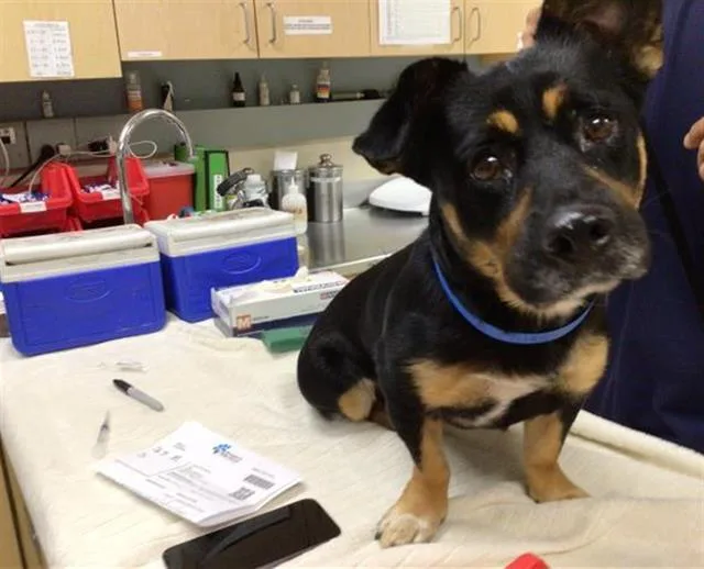 An adult medium-sized male Terrier dog named Max for adoption in Riverside, CA