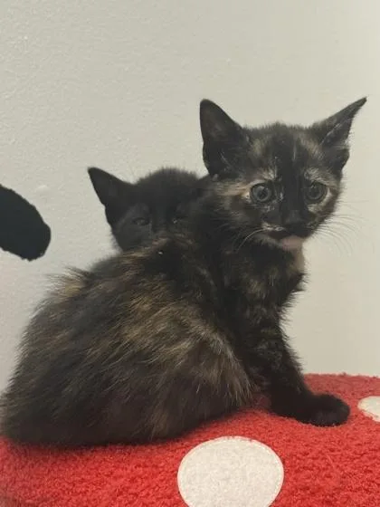 A young small-sized female Domestic Short Hair cat named Brittney for adoption in King William, VA
