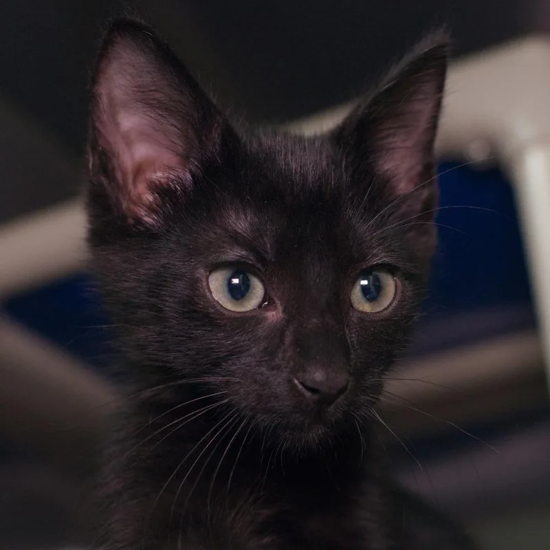 A baby medium-sized male Domestic Short Hair cat named Flecks for adoption in Shoreline, WA