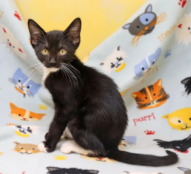 A baby medium-sized male Black & White / Tuxedo Domestic Short Hair cat named Octavio for adoption in Tierra Verde, FL