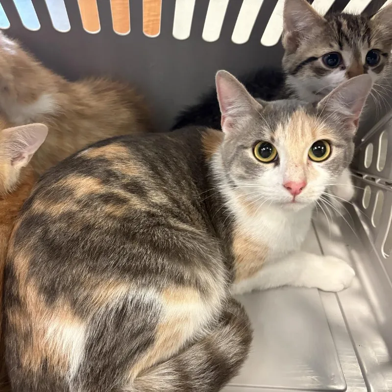 A young medium-sized female Calico Domestic Short Hair cat named Muffie for adoption in Pittsburgh, PA