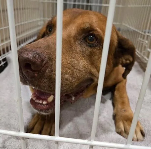A senior extra large-sized male Labrador Retriever dog named Hoothoot for adoption in Austin, TX