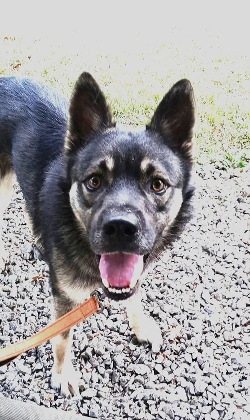 A young medium-sized male Shepherd dog named Roscoe for adoption in Pegram, TN