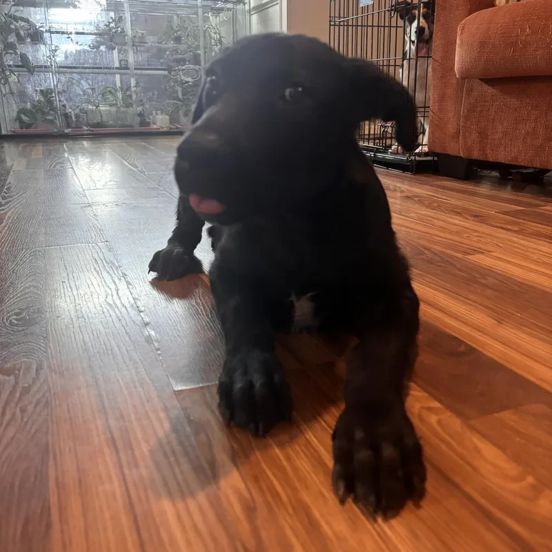 A baby medium-sized male Black Labrador Retriever dog named Rico for adoption in Barkhamsted, CT