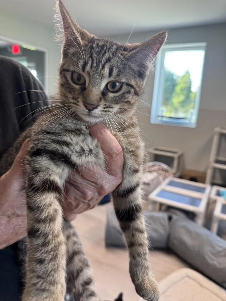 A baby small-sized male Domestic Short Hair cat named Warren for adoption in Innsbrook, MO