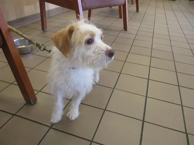 A young small-sized male Parson Russell Terrier dog named Persival for adoption in Ocala, FL