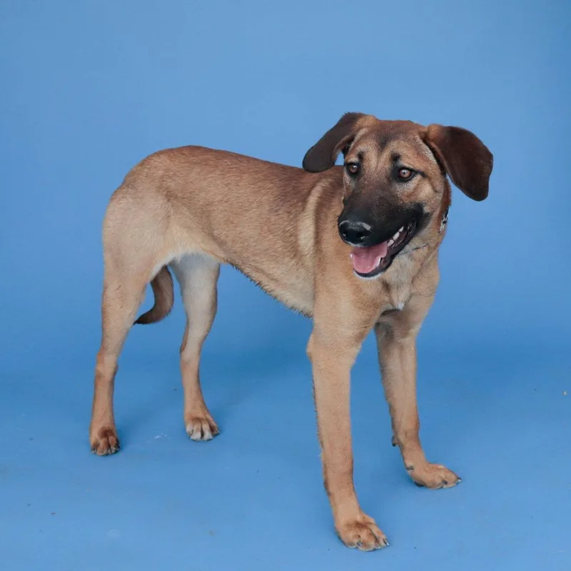 A baby medium-sized female Shepherd dog named Payton for adoption in Pasadena, CA