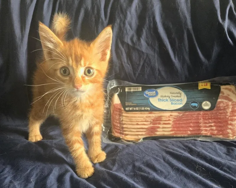 A baby small-sized male Tabby (Orange / Red) Domestic Short Hair cat named Bacon for adoption in Union Grove, WI