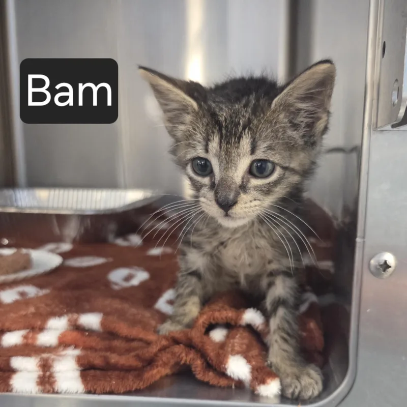 A baby medium-sized male Tabby (Gray / Blue / Silver) Domestic Short Hair cat named Bam for adoption in SNOW HILL, NC