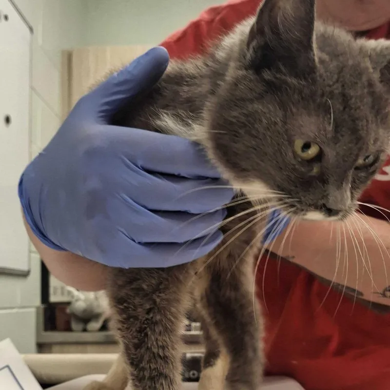 A young medium-sized female Gray / Blue / Silver Domestic Short Hair cat named Tansy for adoption in Chattanooga, TN