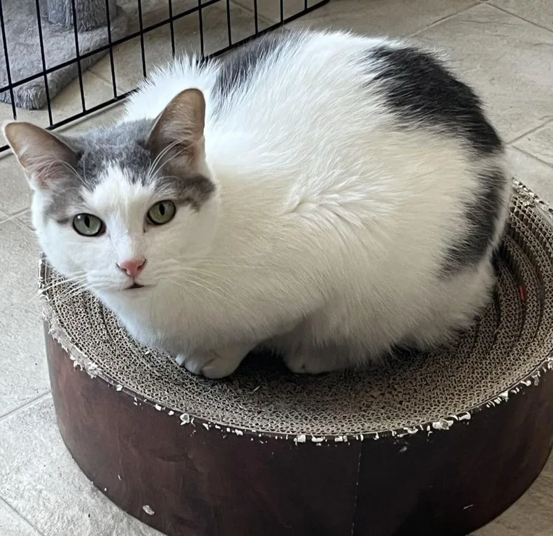 An adult medium-sized male Domestic Short Hair cat named Comet for adoption in Laramie, WY