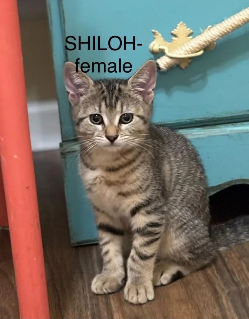 Shiloh JoliePitt