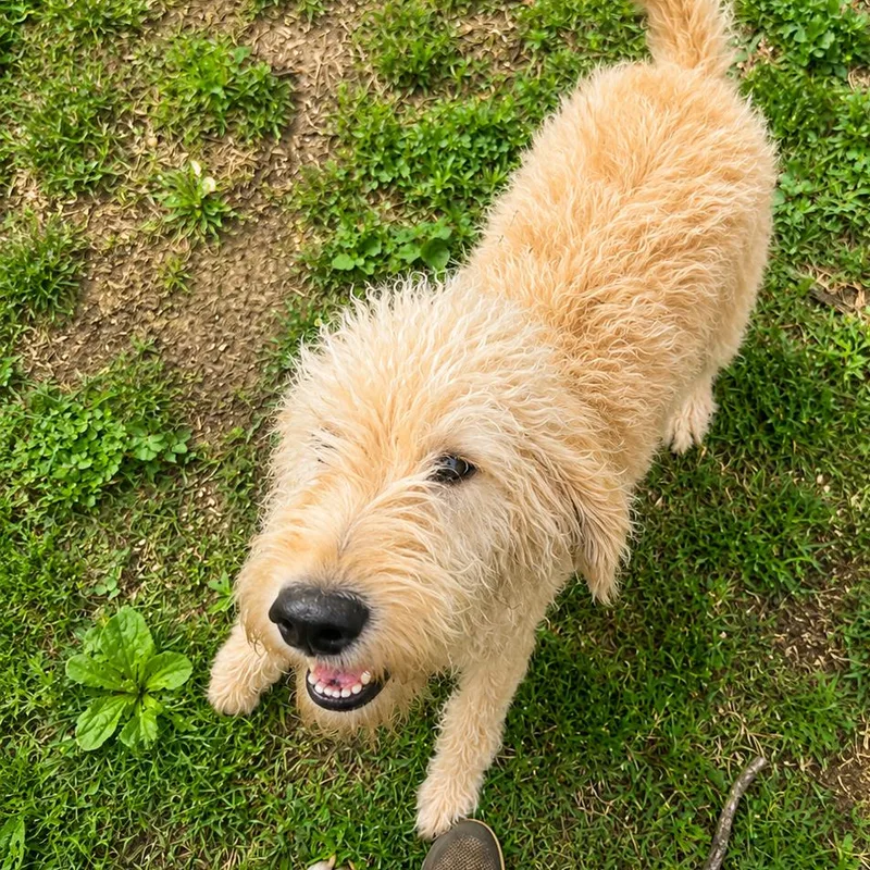 A young large-sized female White / Cream Standard Poodle dog named Daisy for adoption in Rogersville, MO
