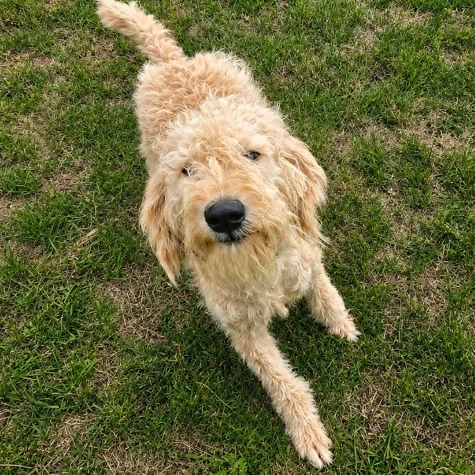Daisy thumbnail 2