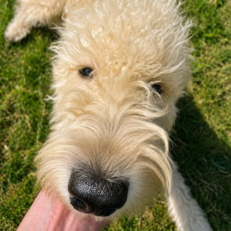 Daisy thumbnail 3
