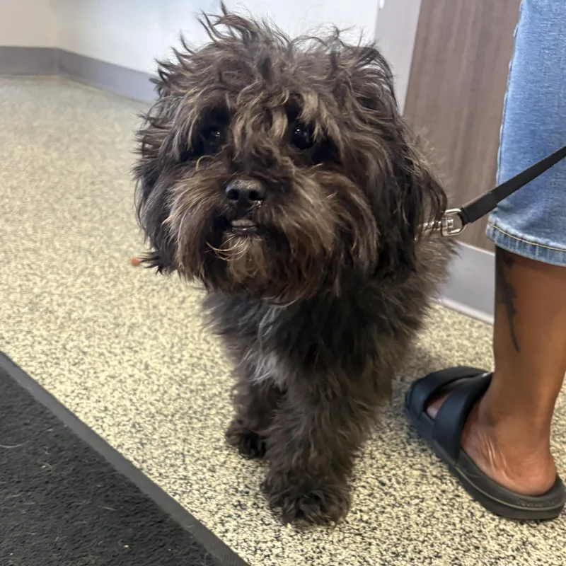 An adult small-sized male Black Shih poo dog named Benji for adoption in Detroit, MI