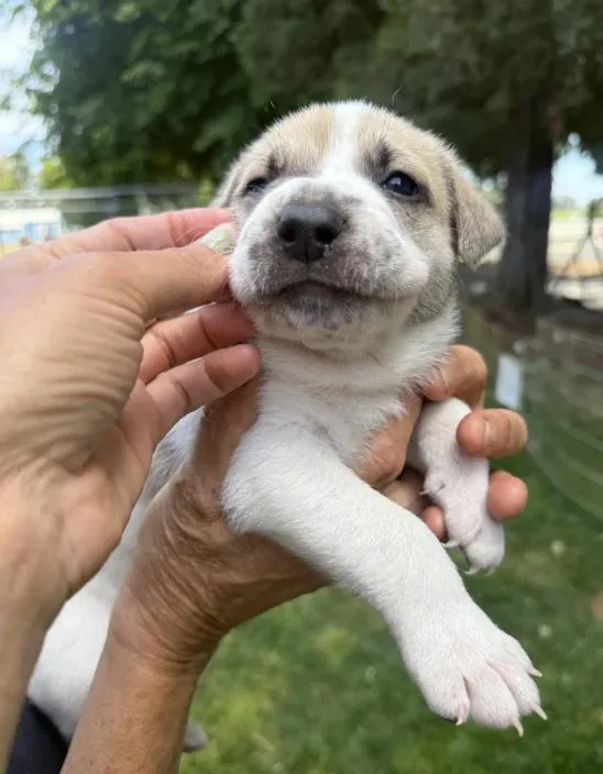 A baby medium-sized male White / Cream German Shepherd Dog dog named Yeah Yeah for adoption in Davis, CA