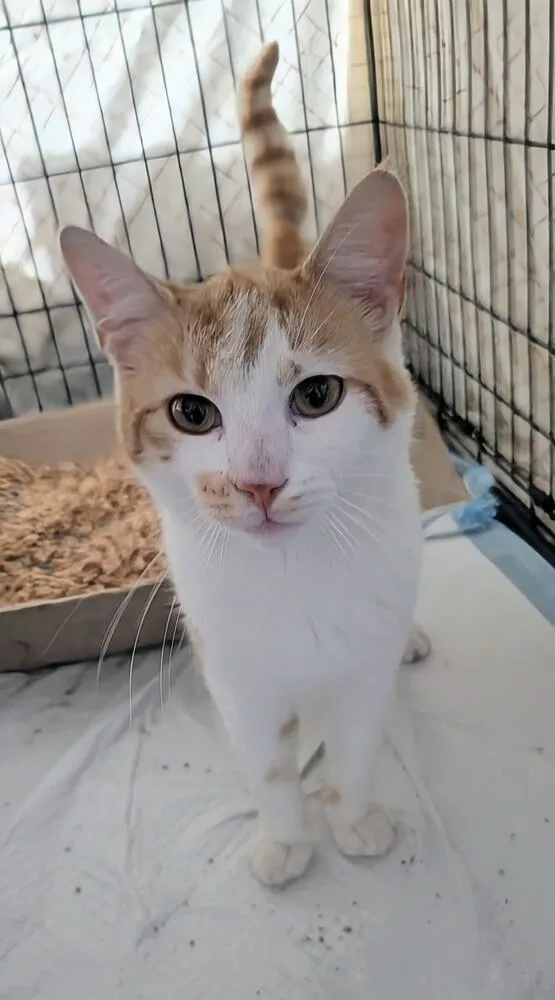 A young medium-sized male Orange & White Domestic Short Hair cat named Buddy for adoption in Louisa, VA