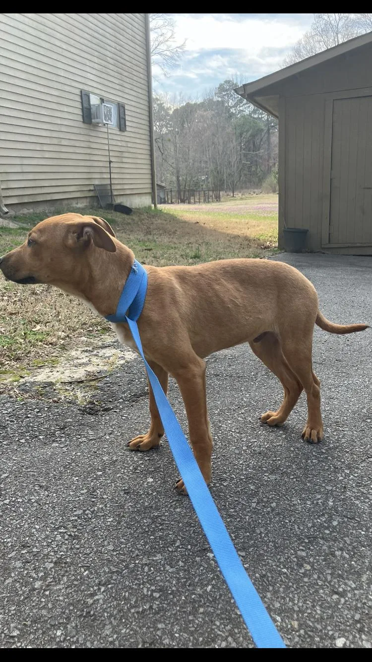 A baby medium-sized male Yellow / Tan / Blond / Fawn Labrador Retriever dog named Andy for adoption in Medfield, MA