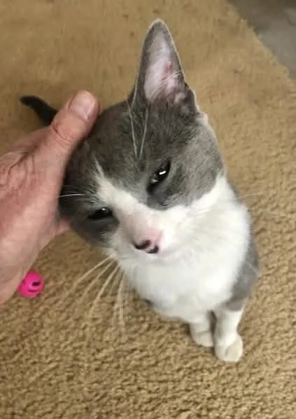 A young small-sized male Gray & White Domestic Short Hair cat named Carter for adoption in Capshaw, AL