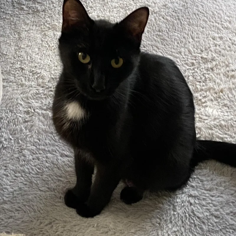 A young medium-sized female Black Domestic Short Hair cat named Mazzy for adoption in Omaha, NE