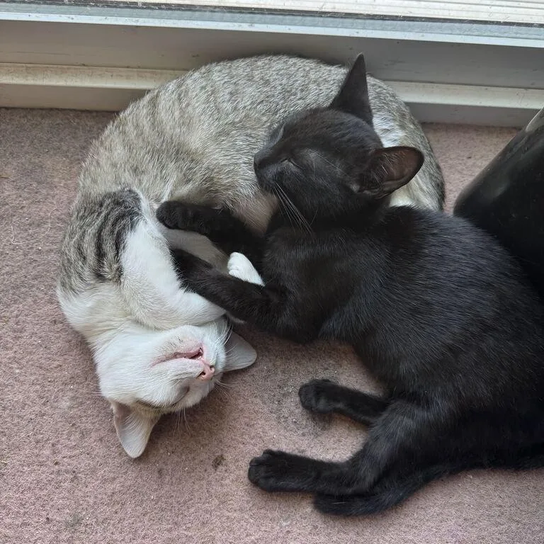 A baby small-sized male White Domestic Short Hair cat named Goose for adoption in Escondido, CA