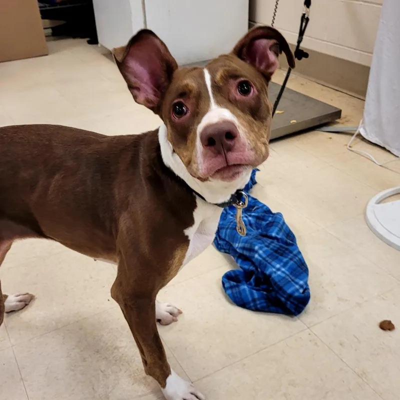An adult medium-sized female Brown / Chocolate Mixed Breed dog named Morgan for adoption in Lake Panasoffkee, FL