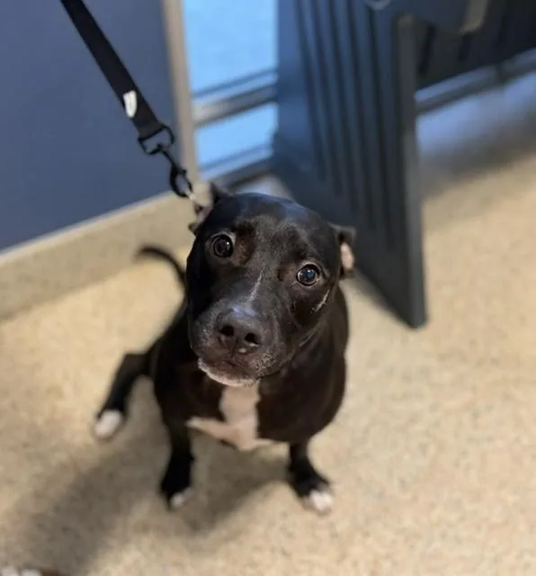 An adult large-sized male Terrier dog named Oreo for adoption in Miami, FL