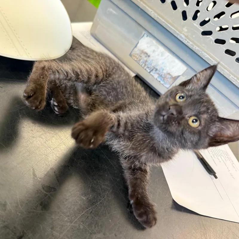 A baby small-sized female Black Domestic Short Hair cat named Cassie for adoption in Ponca City, OK