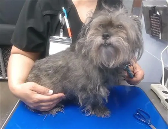 An adult small-sized female Cairn Terrier dog named Darla for adoption in Phoenix, AZ