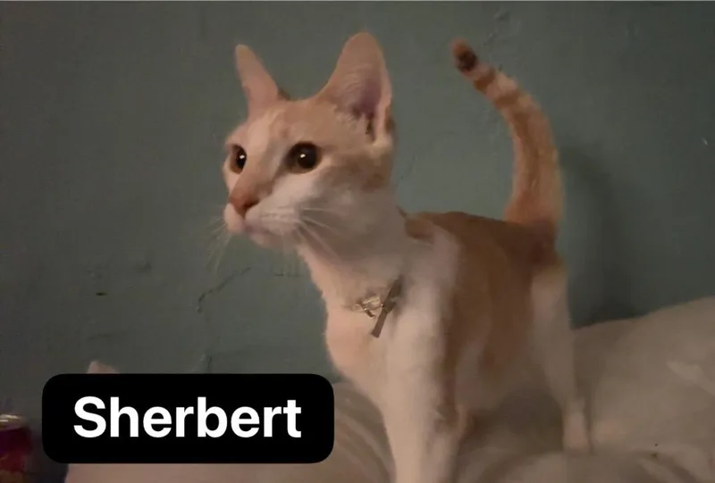 A young medium-sized female Domestic Short Hair cat named Sherbert for adoption in Johnson City, TN