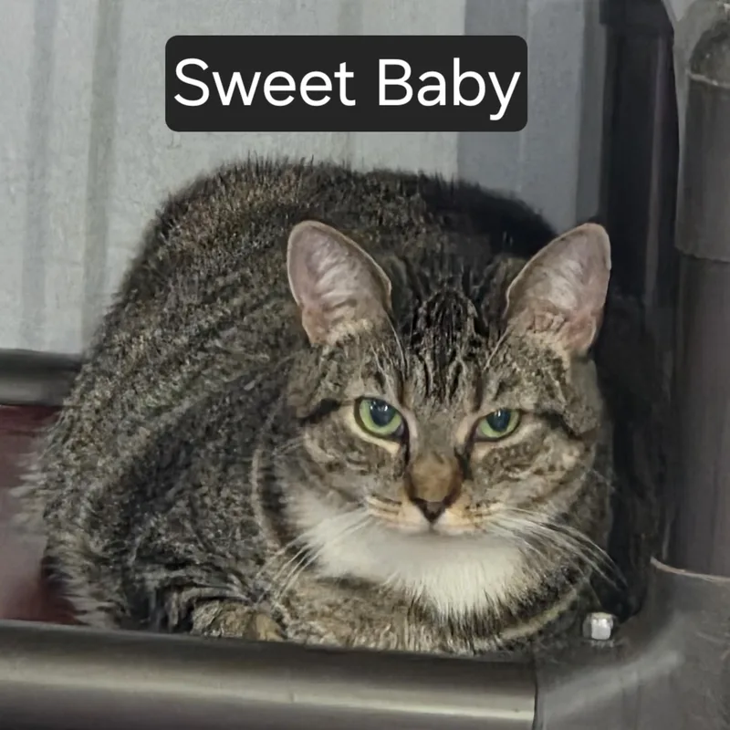An adult medium-sized female Tabby (Gray / Blue / Silver) Domestic Short Hair cat named Sweet Baby for adoption in SNOW HILL, NC
