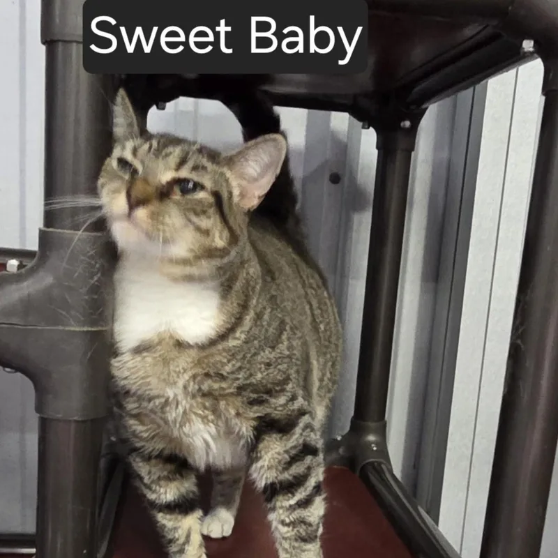 Sweet Baby thumbnail 2