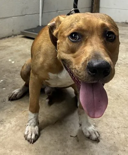 An adult large-sized male Pit Bull Terrier dog named Grant for adoption in Gainesville, FL