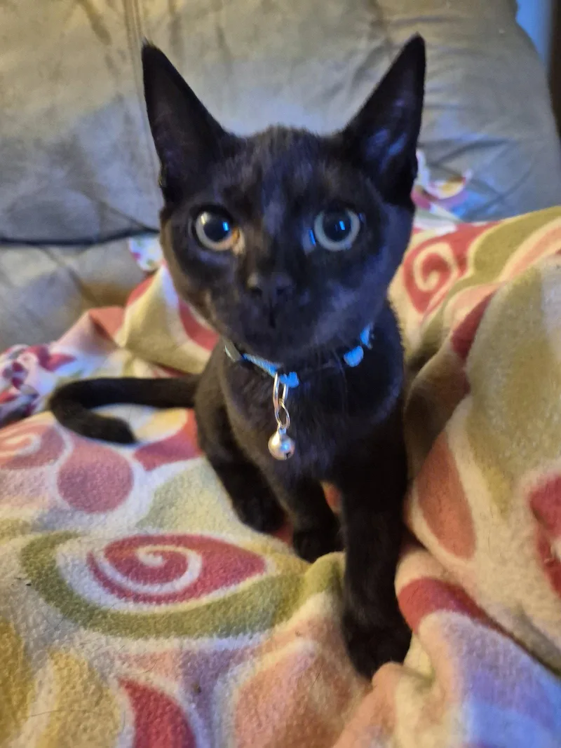 A young medium-sized female Black Domestic Short Hair cat named Maple for adoption in Ocean Pines, MD