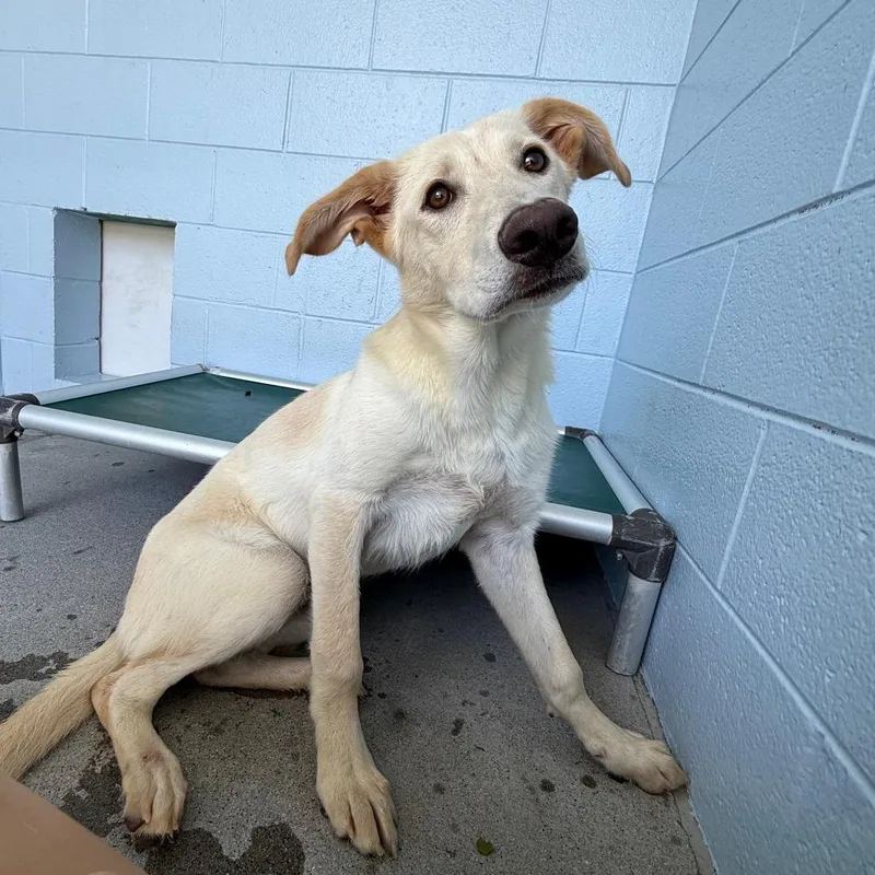A young medium-sized female Yellow / Tan / Blond / Fawn Labrador Retriever dog named Justice for adoption in Martinsville, VA
