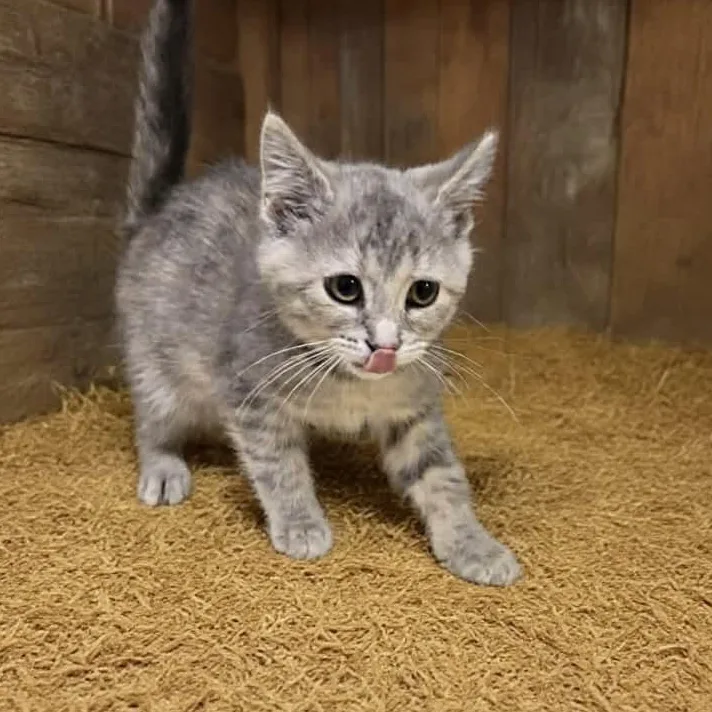 A young medium-sized female Gray / Blue / Silver Domestic Short Hair cat named Eleanor for adoption in Xenia , OH