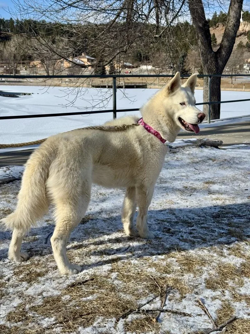 An adult medium-sized female White / Cream Siberian Husky dog named Sugar for adoption in Rapid City, SD