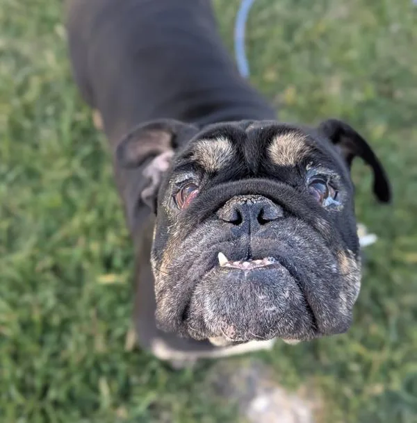 Pancho