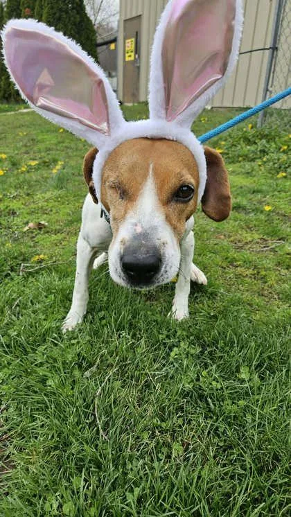 An adult medium-sized female White / Cream Beagle dog named Lucy for adoption in Lafayette, IN