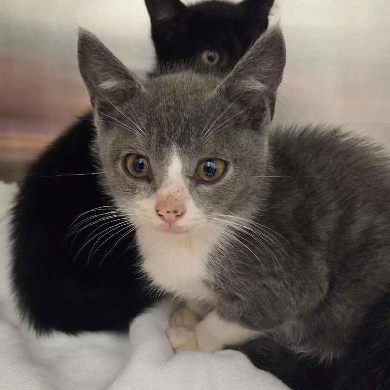 A baby small-sized male Gray / Blue / Silver Domestic Short Hair cat named Mummy for adoption in Chattanooga, TN