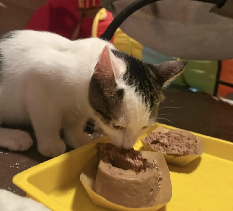 A young medium-sized female Tabby (Brown / Chocolate) Domestic Short Hair cat named Treasure for adoption in Oceanside, CA