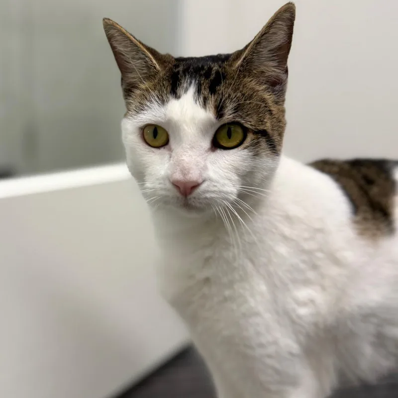 A young large-sized female Domestic Short Hair cat named Karen for adoption in Cumming, GA