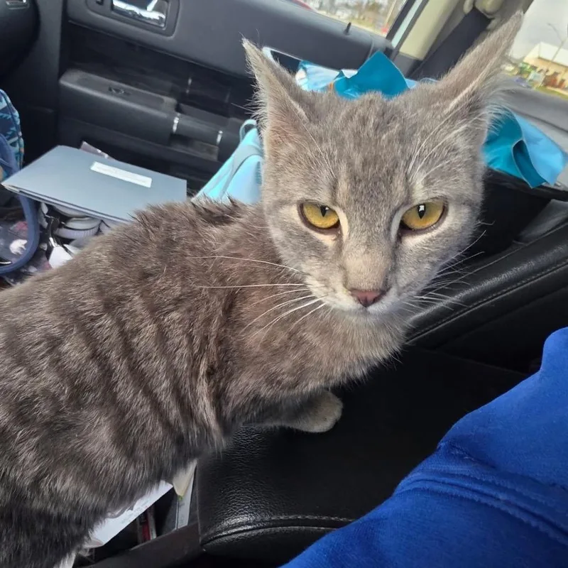 A young small-sized male Gray / Blue / Silver American Shorthair cat named Ricky for adoption in Rochester, MN