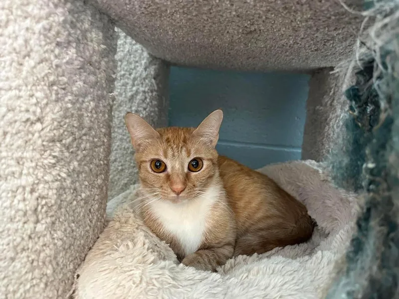 An adult medium-sized female Domestic Short Hair cat named Tinker for adoption in Dalton, GA