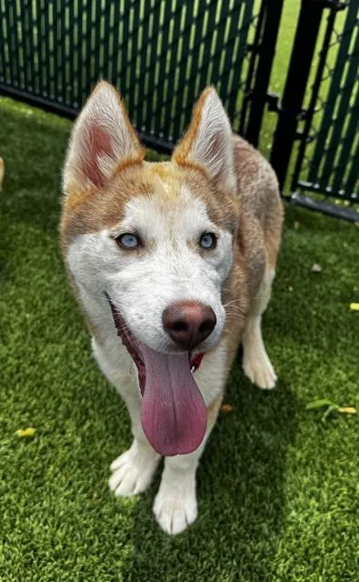 A baby small-sized male Husky dog named Pax for adoption in Statesville, NC