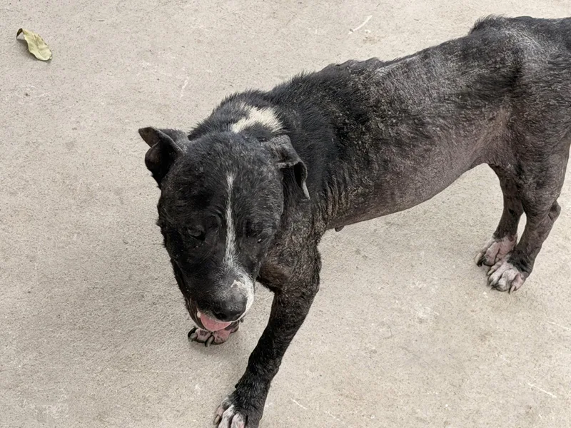 An adult medium-sized male Pit Bull Terrier dog named Solo for adoption in San Diego, CA