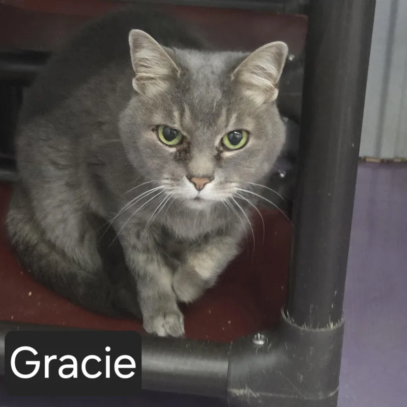 A senior medium-sized female Gray / Blue / Silver Domestic Short Hair cat named Gracie for adoption in SNOW HILL, NC